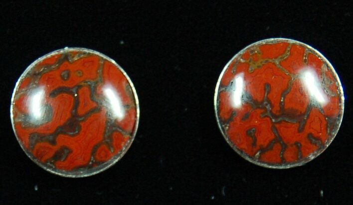 Dark Red, Polished Dinosaur Bone (Gembone) Post Earrings #54099